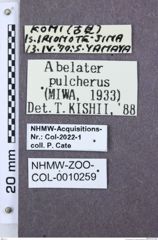 Etiketten zu Omalisus sanguinipennis (NHMW-ZOO-COL-0010259)